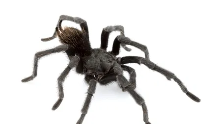 O nouă specie de tarantulă 