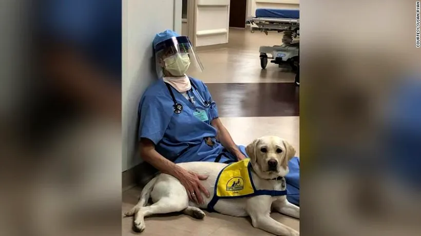 COVID-19. Un câine de terapie, ajutorul medicilor aflați în prima linie în lupta cu virusul ucigaș