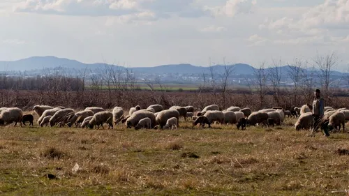 „MIORIȚA” de Dâmbovița. Un cioban a fost omorât la stână în urma unor neînțelegeri pe tema împărțirii pășunilor