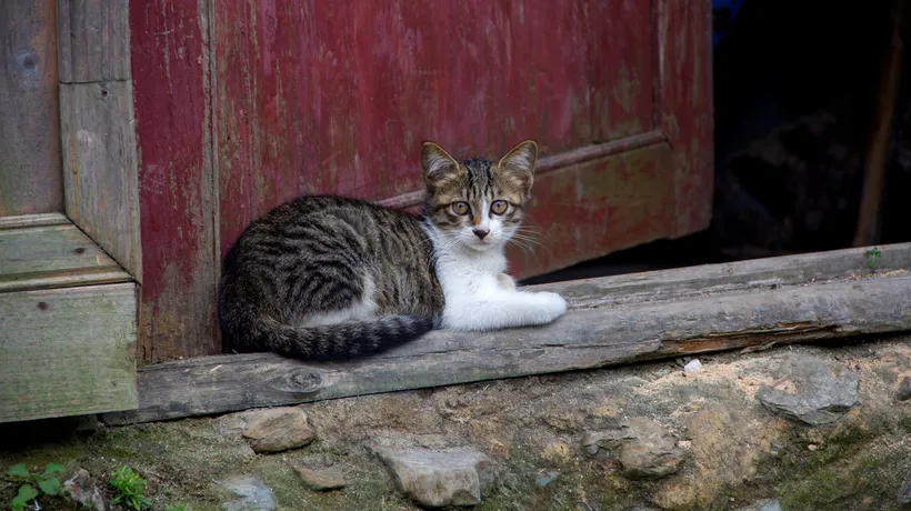 Pisici vânate cu ARBALETA, în Ilfov. „Mă sperie faptul că nu mai pot să ies prin curte”