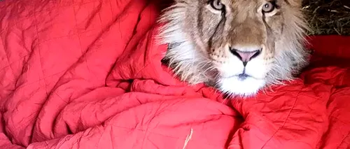 Un pui de leu salvat acum doi ani nu poate adormi fără pătură chiar și după ce a crescut mare