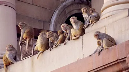 Al treilea om în stat - așteptat și la Roșiorii de Vede