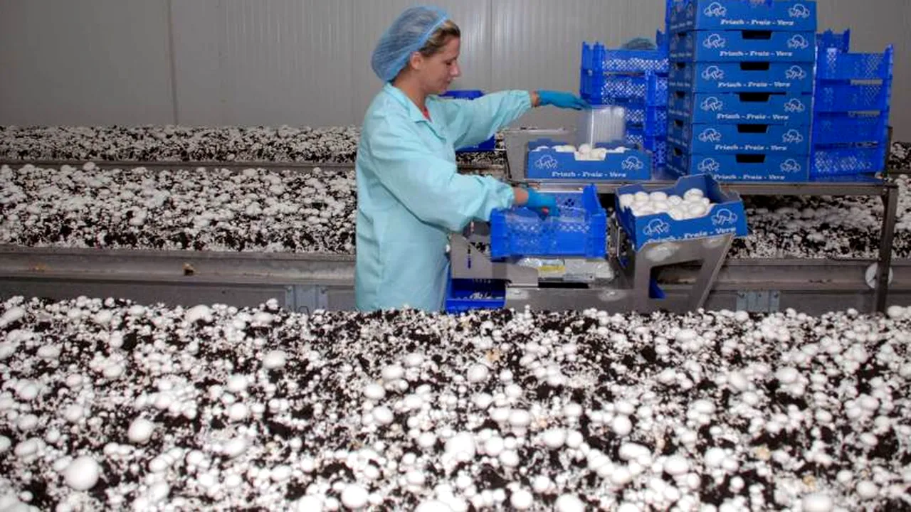 Căpșunarii sunt de domeniul trecutului. Noul val de muncitori din fermele străine care le-au luat locul