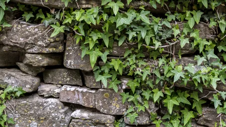 Cum să îndepărtezi iedera din curte. Secretul dezvăluit de o expertă în grădinărit