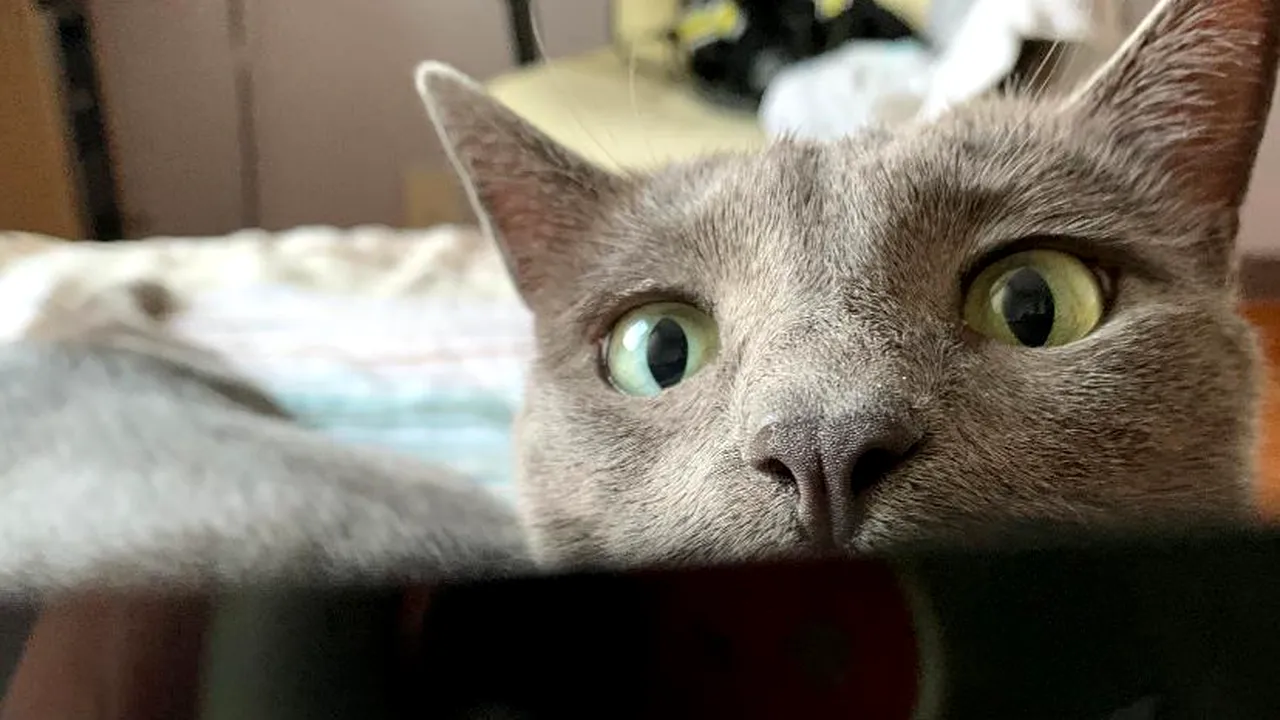 Pisică din București, testată pentru COVID-19. Stăpânul a avut șocul vieții când a primit bonul de plată: „Mi-au băgat pe gât această testare”