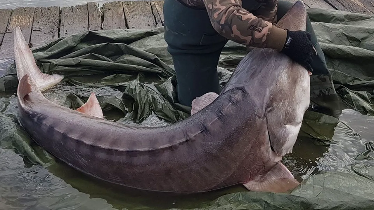 Povestea incredibilă a unui sturion care „s-a lăsat