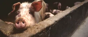 Focar de pestă porcină la o fermă din Olt. 11.500 de animale au fost sacrificate