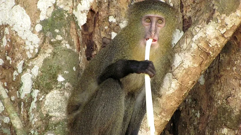 Specie nouă de maimuțe, descoperită în Republica Democrată Congo