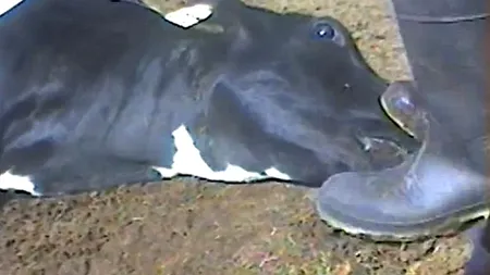 VIDEO: Cruzime fără margini la un abator din SUA. Cum sunt tratate animalele a căror carne ajunge în fast-food-urile americane. IMAGINI ȘOCANTE