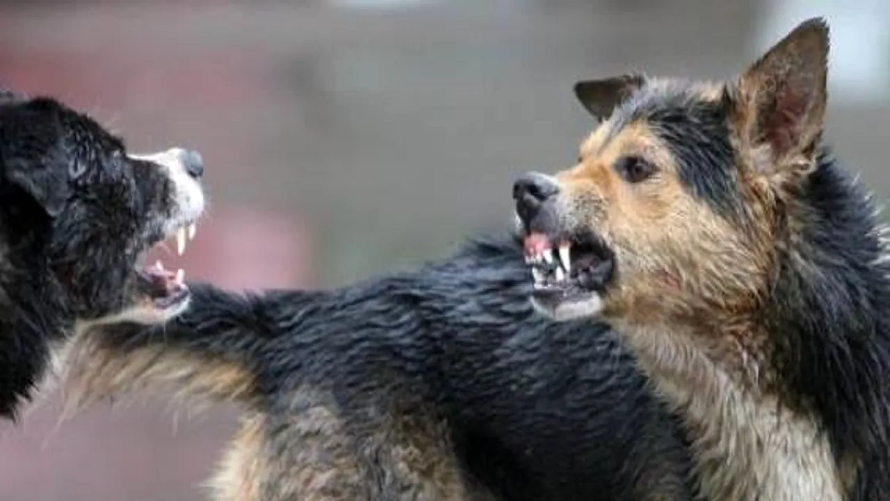 Bărbat, în stare gravă la spital, după ce a fost sfâșiat de câinii unui cioban. Medicii au rămas șocați