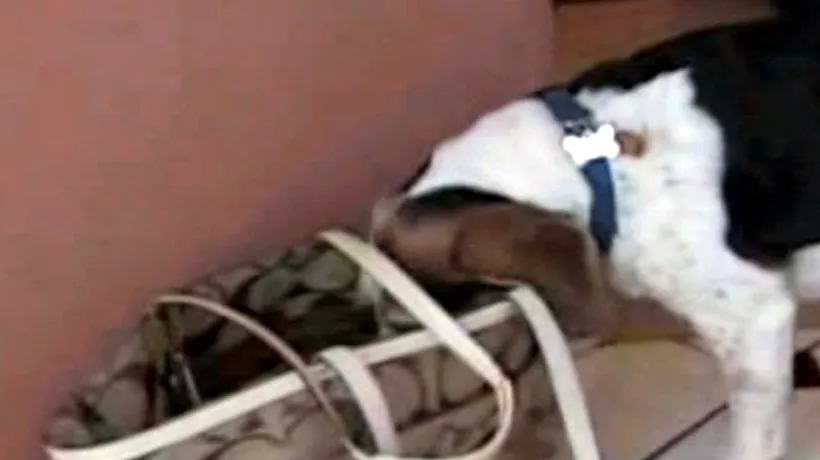 VIDEO: Cum și-a  lăsat un câine stăpâna fără 300 de dolari