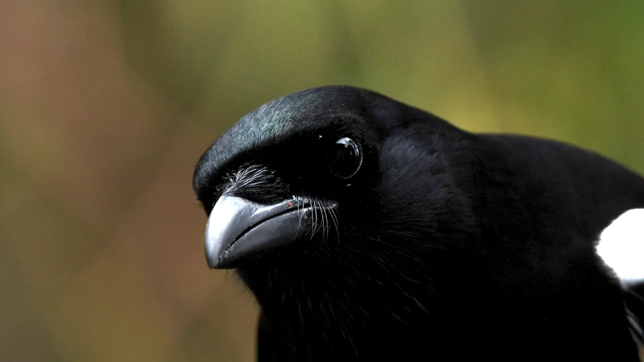 Avertisment bizar, dar întemeiat: Australienii cu mască, atacați de coțofane: „Păsările nu mai fac diferența...”