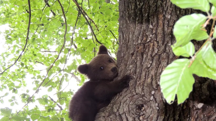 FOTO | Un ursuleț orfan de doar 3 luni, salvat de săteni dintr-un copac. Puiul a ajuns la centrul Bear Again