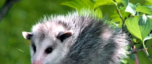 Ce pățești dacă vrei să pui mâna pe un opossum