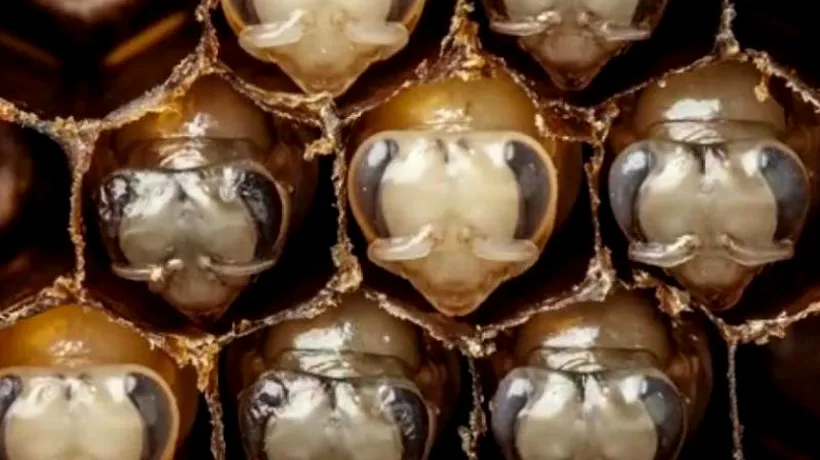 Imagini incredibile. Cum arată primele 21 de zile din viața unei albine