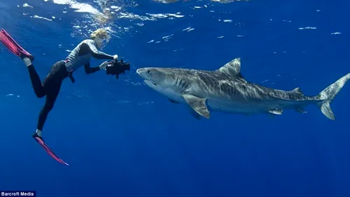 VIDEO. Pasiune extremă: o femeie înoată alături de rechini fără să poarte vreun echipament de protecție