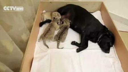 O cățea din Rusia a adoptat trei pui de ligru respinși de mama lor