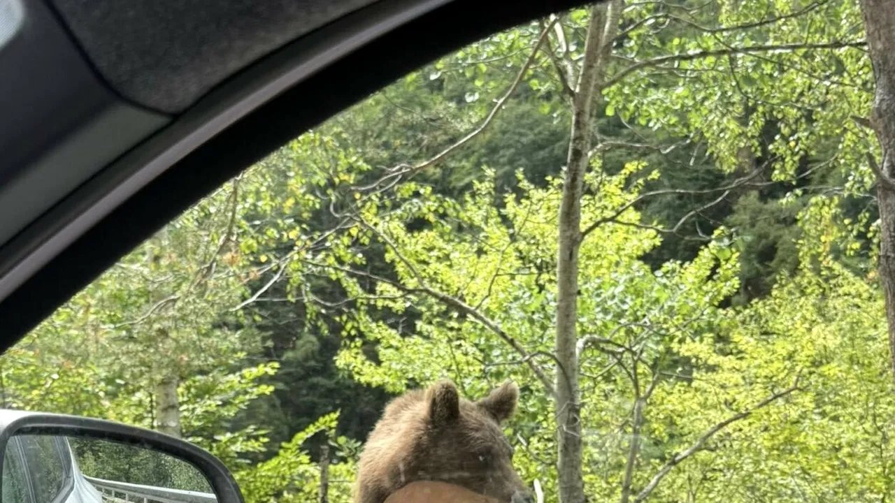 Alt cioban atacat de urs, în Argeș/Ion Sănduloiu: Nu se poate mișca din cauza durerilor. Probabil a fost mușcat și gherănit