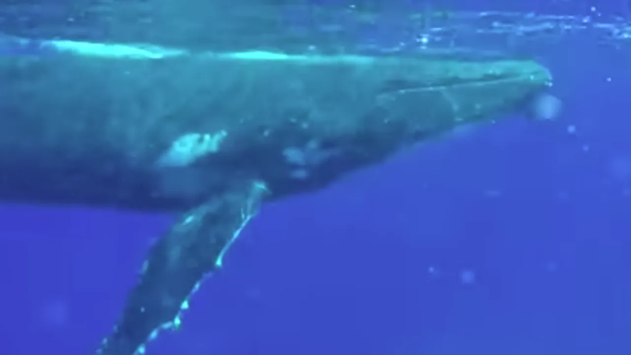 Imagini incredibile surprinse în apele oceanului. Două balene salvează o femeie scafandru de un rechin-tigru