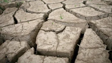 SECETA a afectat mai mult de jumătate din producția agricolă a județului SUCEAVA