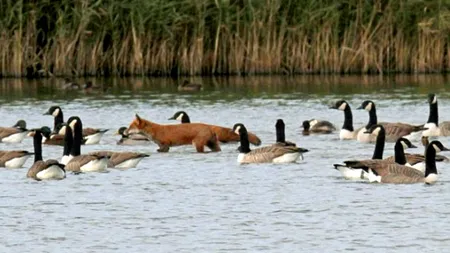 GALERIE FOTO. Vulpea păcălită de gâște