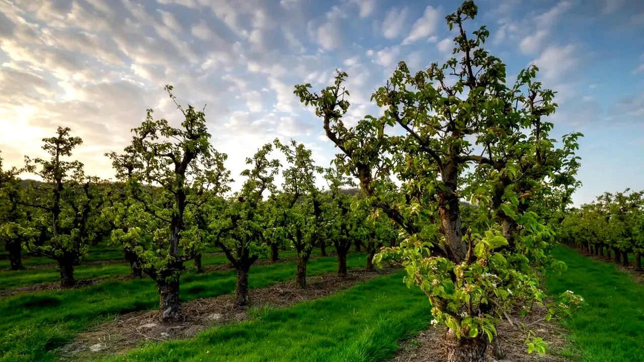 Temperatura la care trebuie stropiți pomii fructiferi împotriva dăunătorilor