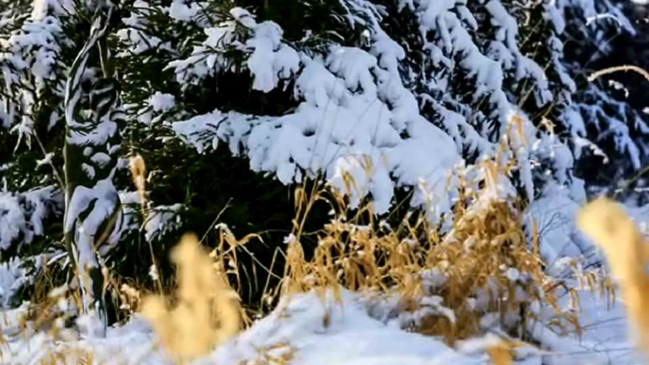 Iluzie optică virală | Găsiți femeia ascunsă în această fotografie! Geniile rezolvă acest test în 20 de secunde