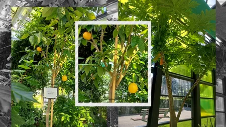 GALERIE FOTO | S-au copt portocalele și papaya într-un parc din București. Fructele sunt cultivate în sere exotice