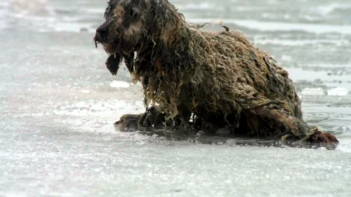 Un câine rămas pe o bucată de gheață în albia râului Ialomița, salvat de pompierii ISU Dâmbovița
