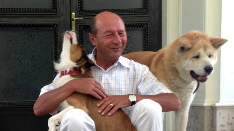 Decizie a Curții Constituționale: câinii maidanezi pot fi eutanasiați. Băsescu a promulgat legea