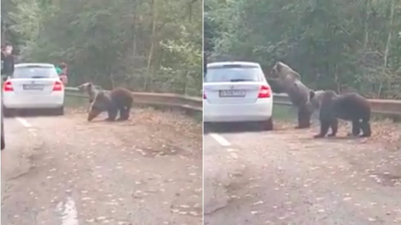 A încercat să fotografieze doi urși pe Tranfăgărășan, iar unul dintre ei sare pe mașină (FOTO)