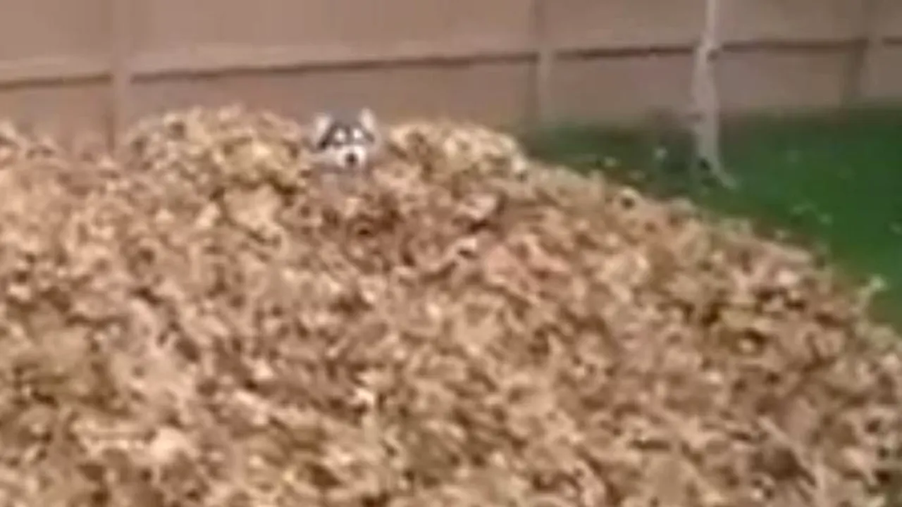 VIDEO: Reacția amuzantă a unui husky, după ce descoperă o grămadă de frunze uscate 