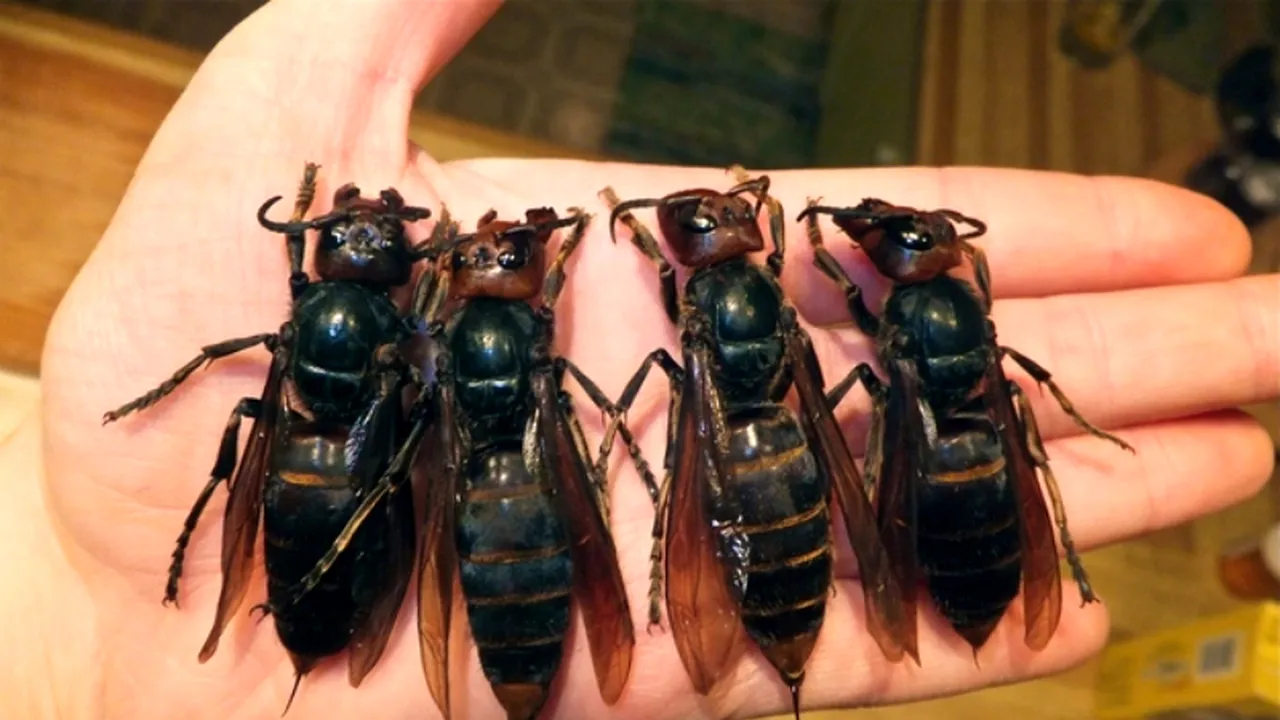 Viespi uriașe au provocat moartea a 42 de persoane și rănirea altor 1.675 în China