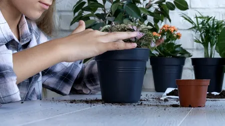 PASIUNE. În perioada de epidemie, românii s-au apucat de grădinărit. Vânzările au crescut cu peste 50%