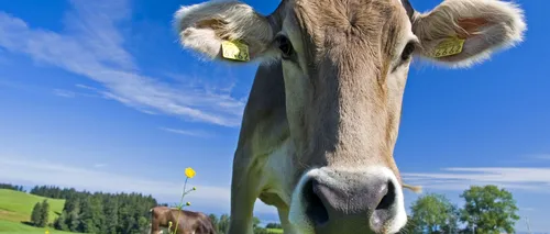 FĂRĂ COARNE! Elvețienii nu vor să plătească pentru coarnele vitelor