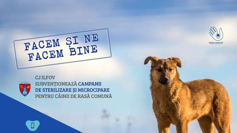 Consiliul Județean ILFOV promovează o nouă campanie de STERILIZARE gratuită a animalelor fără STĂPÂN