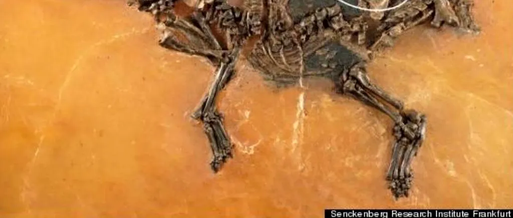 Detaliul inedit descoperit în fosila unui cal mort în urmă cu 47 de milioane de ani