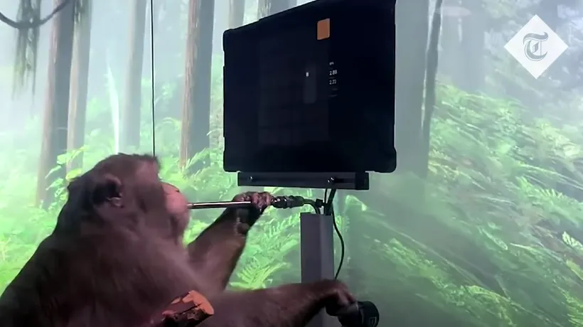 VIDEO. Startup-ul lui Elon Musk prezintă o filmare în care o maimuță cu cip în creier joacă jocuri video 