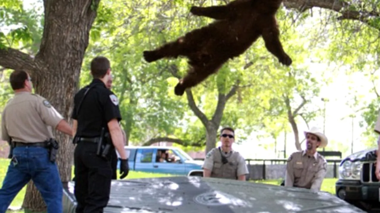 IMAGINILE care surprind momentul căderii unui urs dintr-un copac. VIDEO