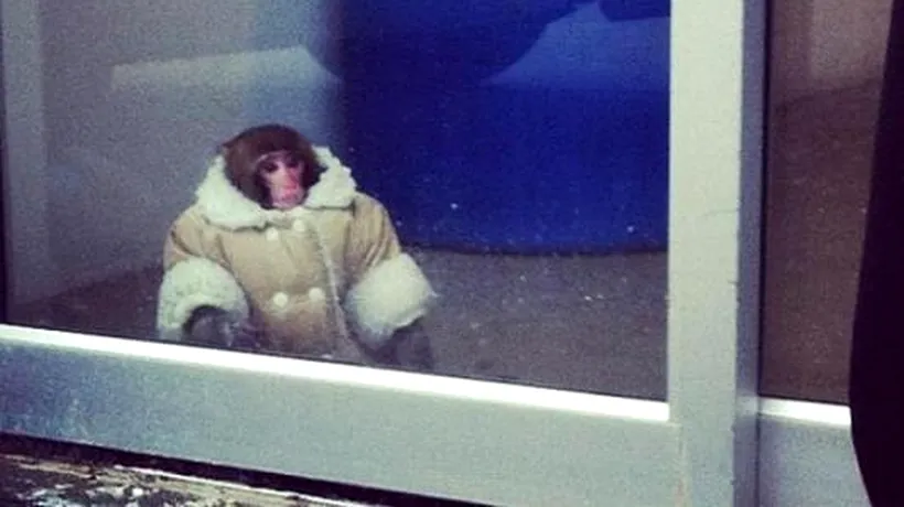 Spectacol oferit de o maimuță într-un magazin Ikea 