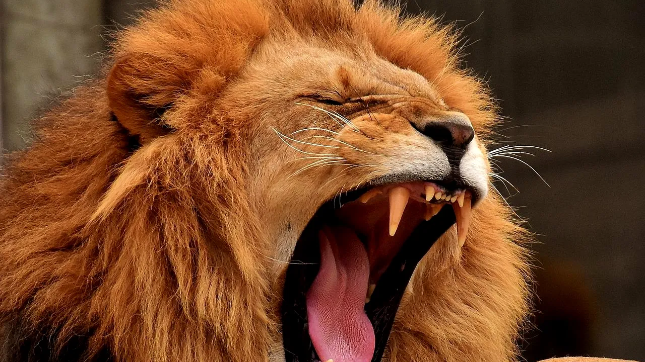 Panică la Zoo Rădăuți, după ce doi lei au scăpat din cușcă / Animalele exotice au fost prinse și tranchilizate (UPDATE)