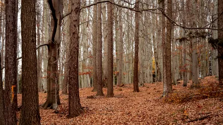 Cum a supraviețuit un bărbat, timp de 9 zile, după ce i s-a stricat mașina în pădure. A rămas singur, fără apă și mâncare