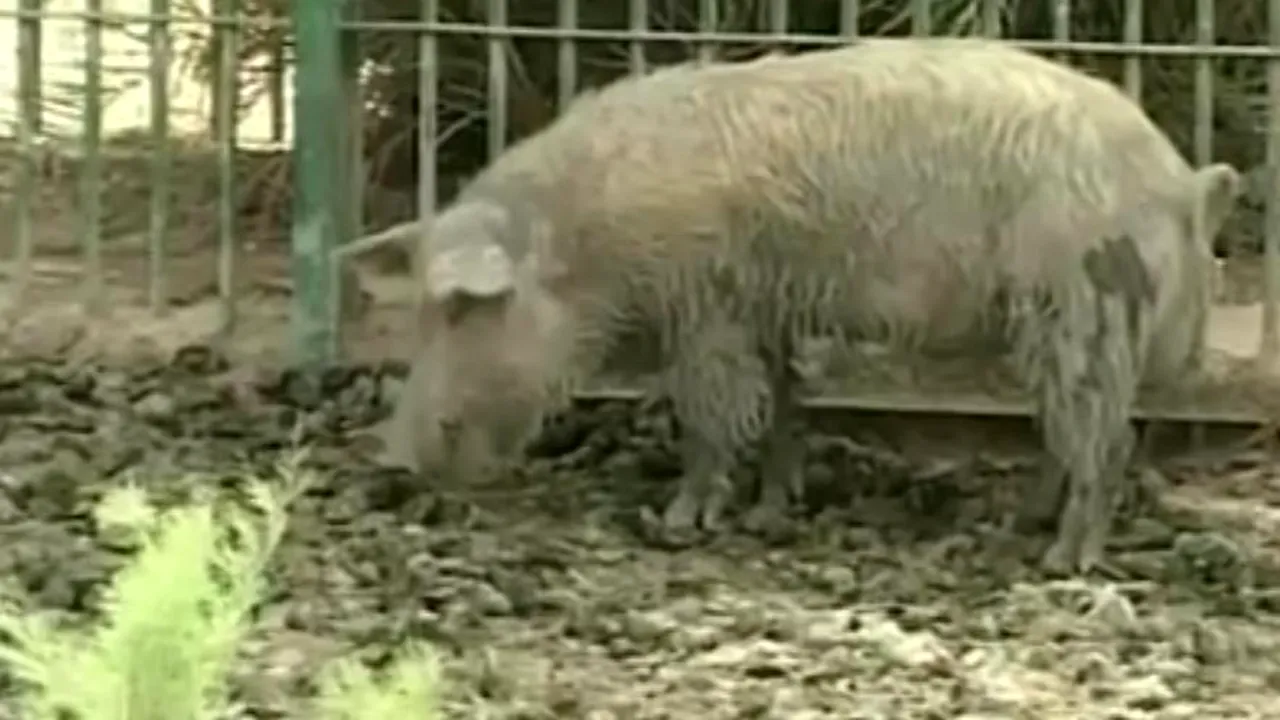 Danemarca ridică UN GARD la granița cu Germania, pentru a se feri de pesta PORCINĂ africană
