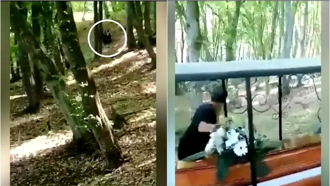 Cortegiu funerar din Mureș, fugărit de un URS venit din pădure. Nu e prima dată când animalul sălbatic dă târcoale zonei respective
