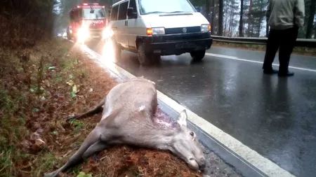 Căprioară ucisă pe șosea. Animalul a fost lovit de un microbuz cu elevi