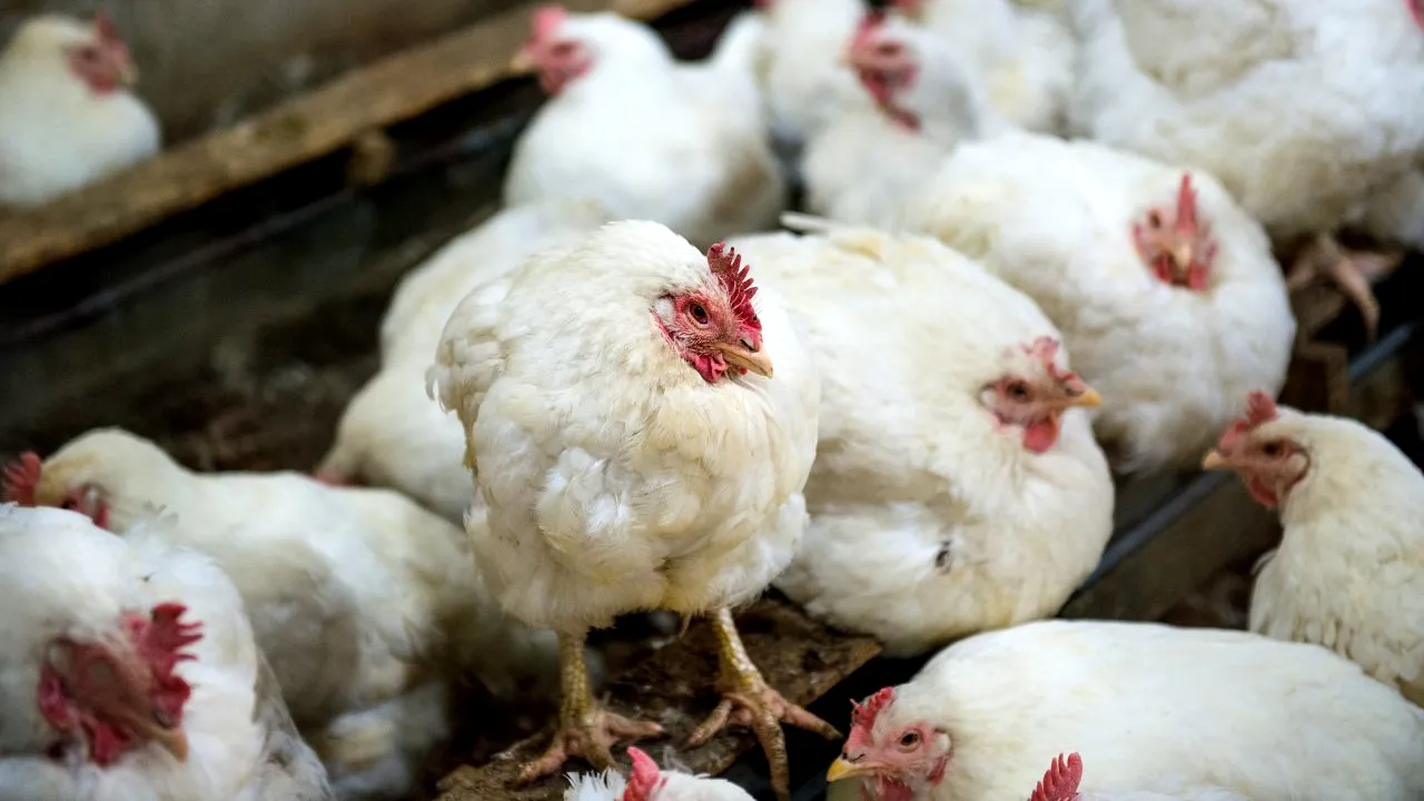 Primul caz de infectare a unui om cu tulpina H10N3 a gripei aviare, confirmat în China