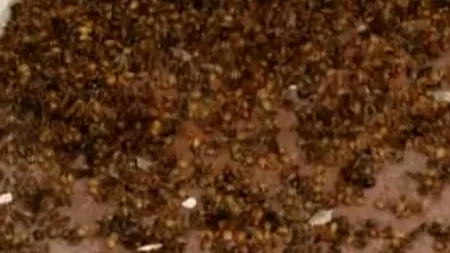 Invazie de buburuze asiatice în Timiș: „Le puteai lua cu lopata