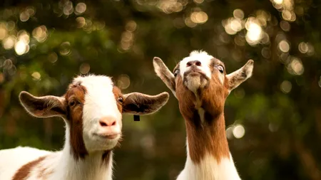 Invazie a animalelor în Noua Zeelandă. Cerbii, porcii şi caprele distrug suprafeţele protejate