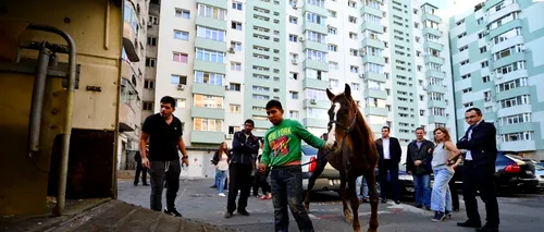 Cal salvat după ce s-a prăbușit pe o stradă din Sectorul 5