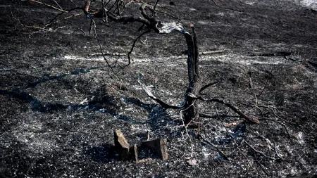 Risc mare de INCENDII în mai multe zone din Grecia. Ce regiuni sunt afectate